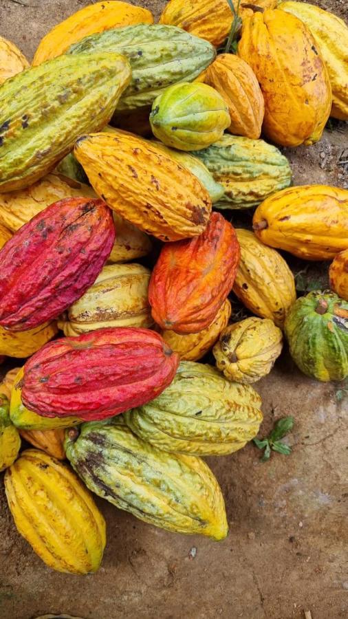 Finca La Selvita Chocolate Experience Buritaca Dış mekan fotoğraf