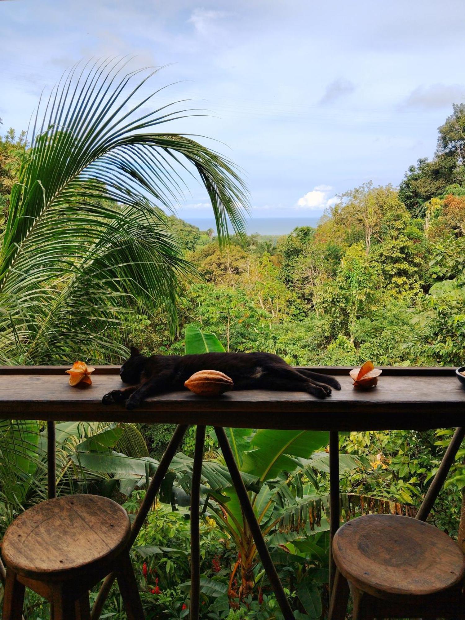 Finca La Selvita Chocolate Experience Buritaca Dış mekan fotoğraf